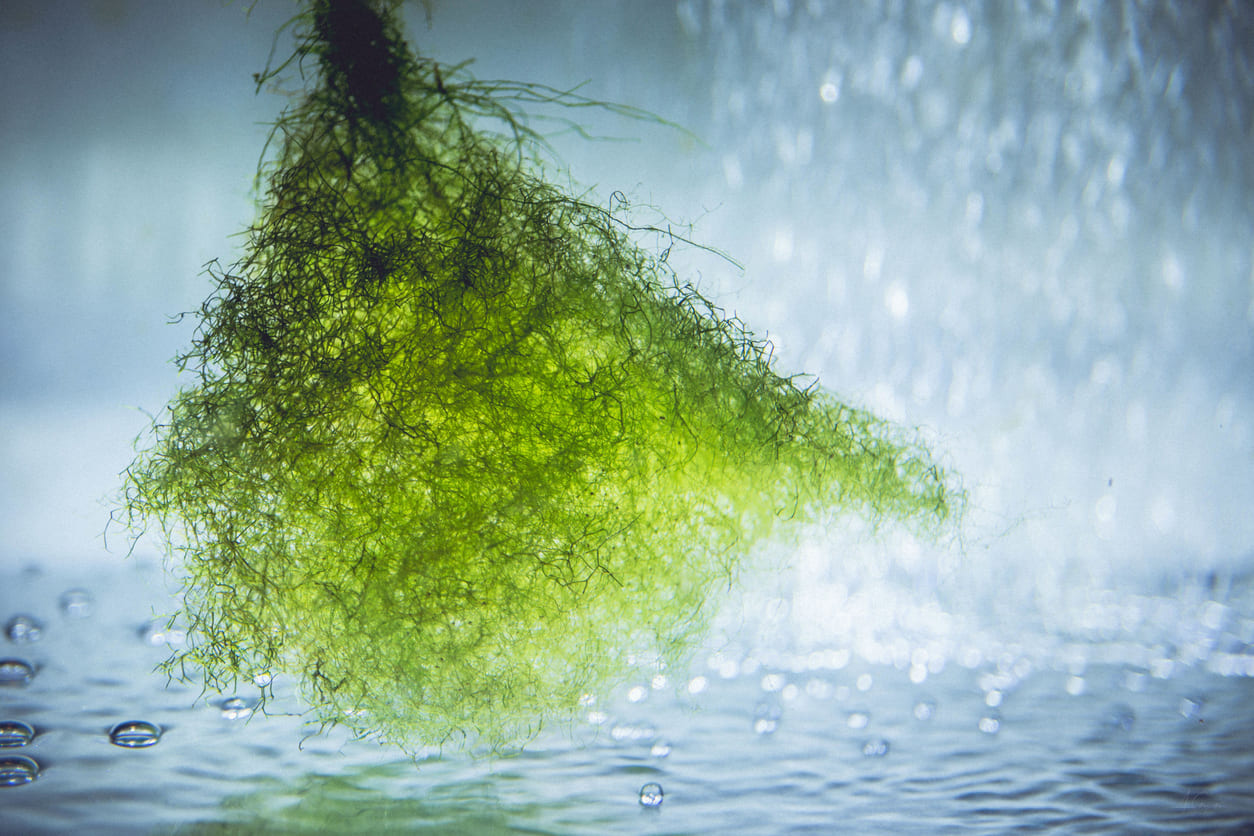 Astaxanthin