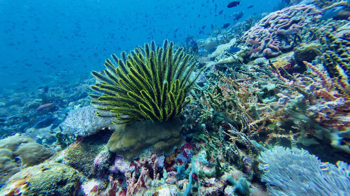 Sea Lily