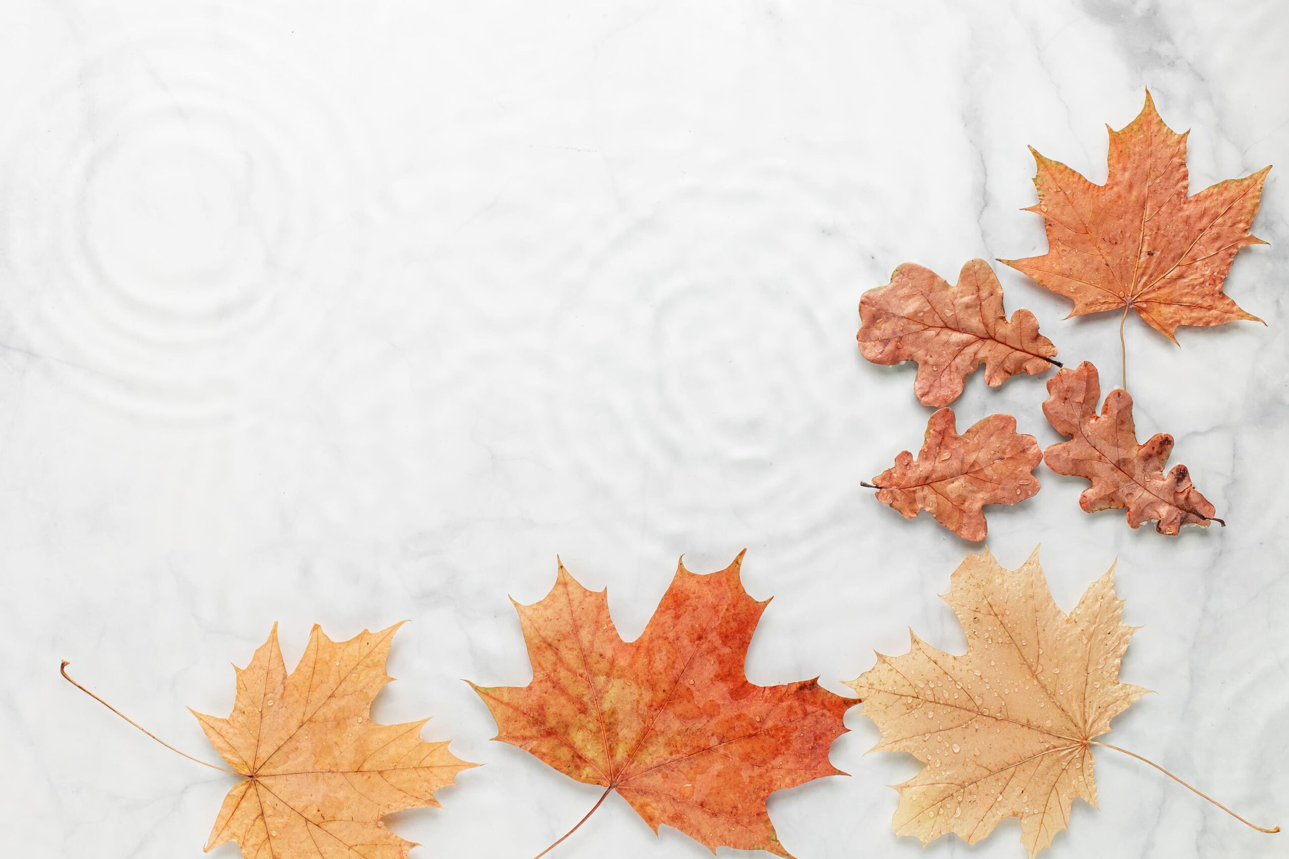 Fall Autumn Leaves